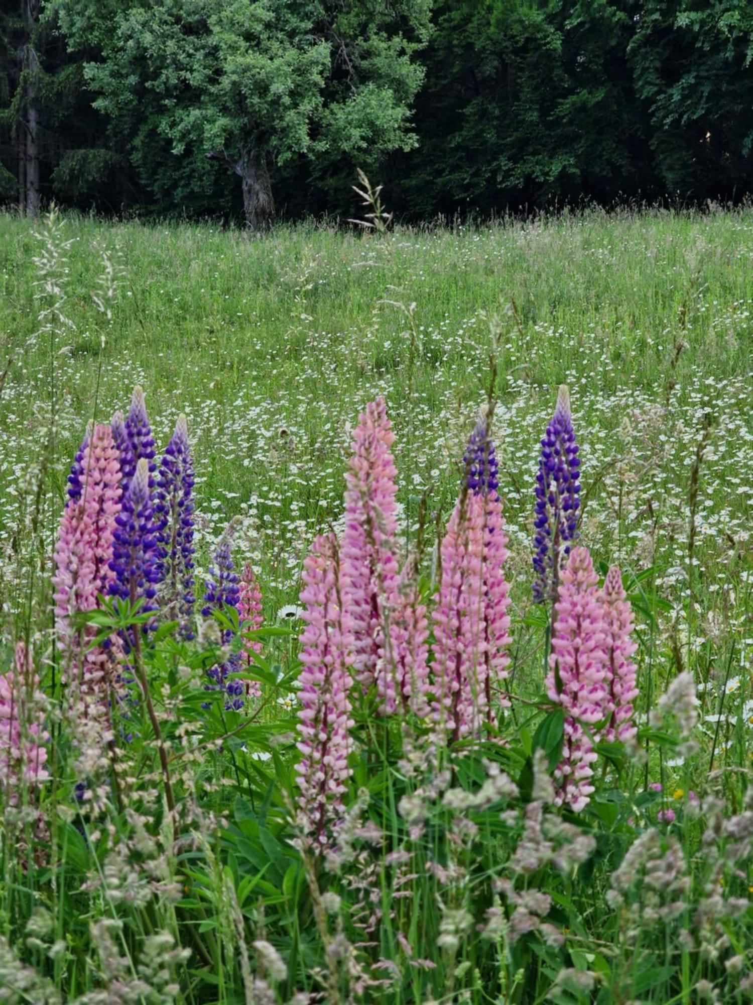Natur- & Erlebnis Appartement Voitsberg